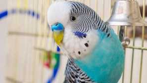 Jak zavřít zobák parrot